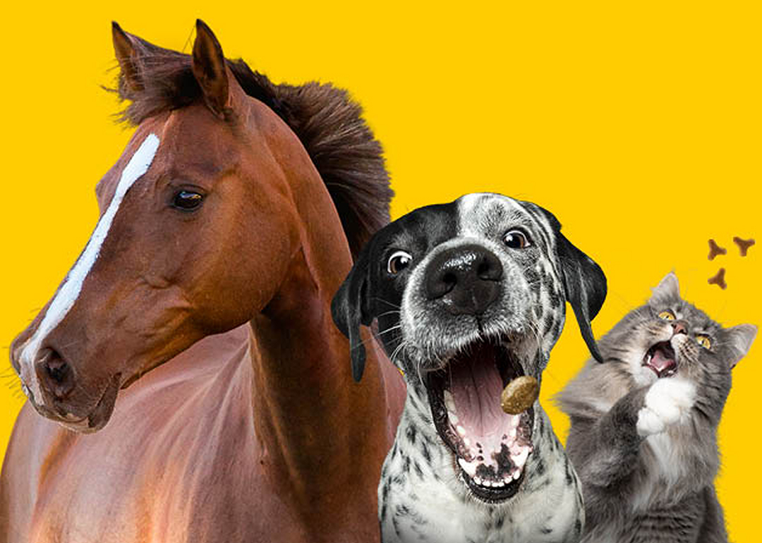 Josera Tierfutter, Pferde, Hunde, Katzen