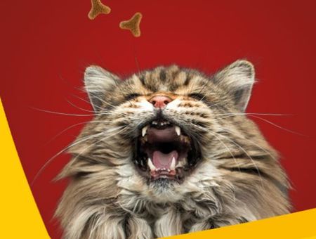 Aufmacher Josera Katzenfutter